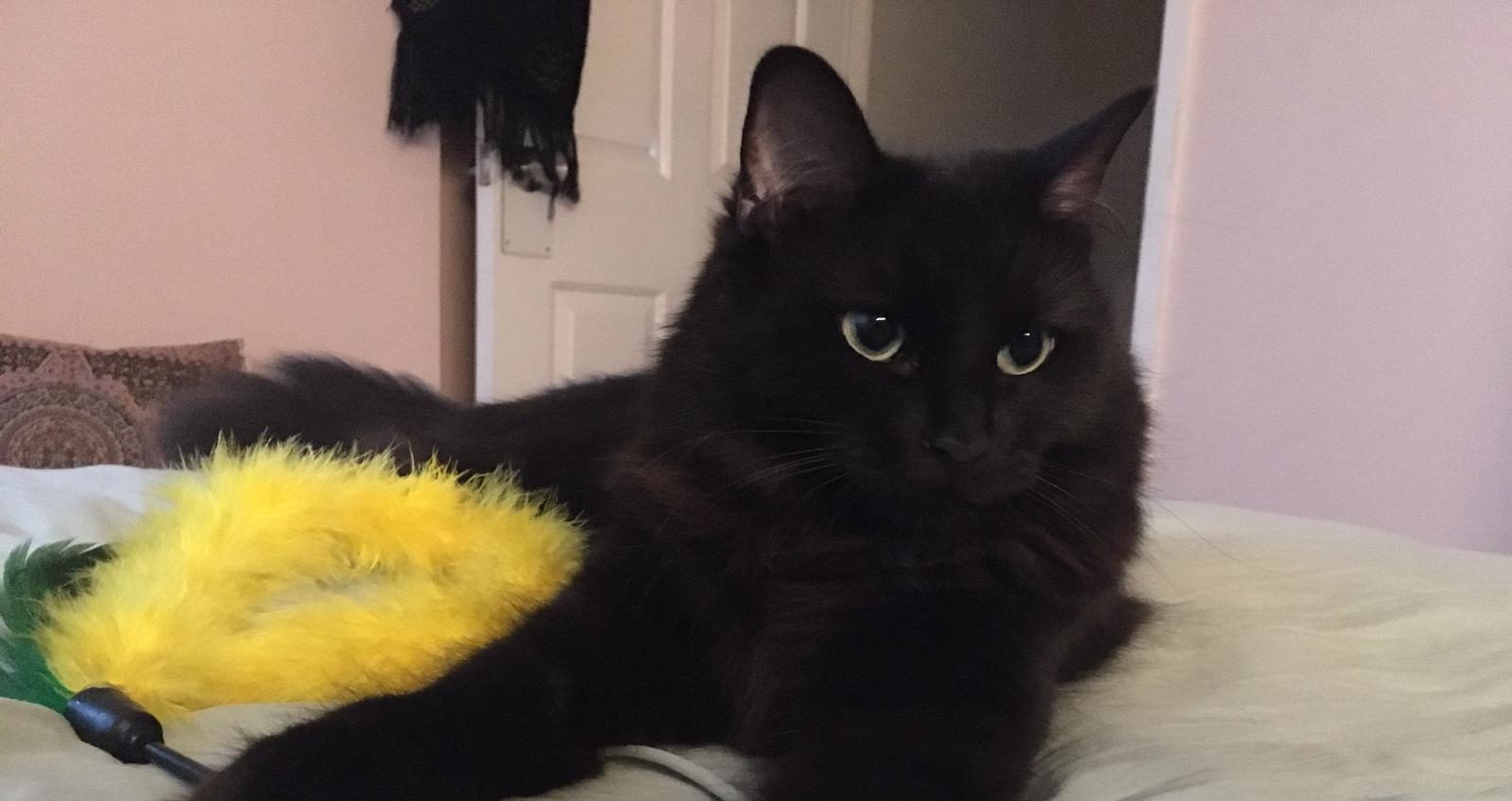 Luna 4 Year Old Female Black Domestic Long Haired Cat Cats For Adoption