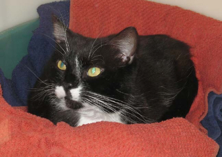 RSPCA Brighton and East Grinstead - Cats For Adoption