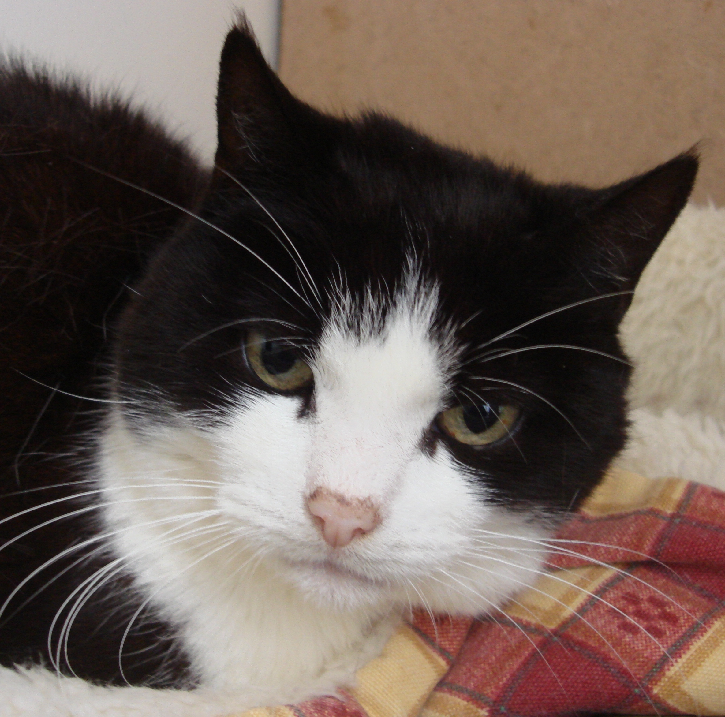 Patch and Misty - 4 year old female Black and White Domestic Short ...