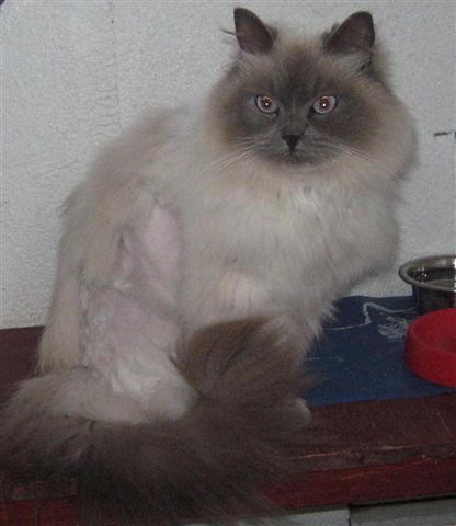 ragdoll cross for sale