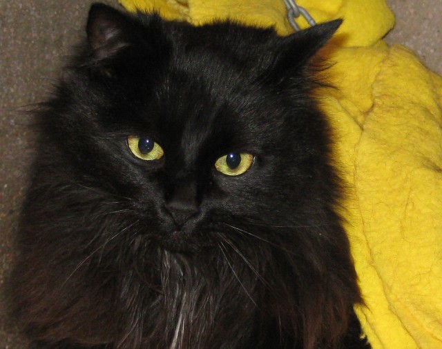 Fudge - 3 year old female Black Domestic Long-Haired Cat - Cats For ...