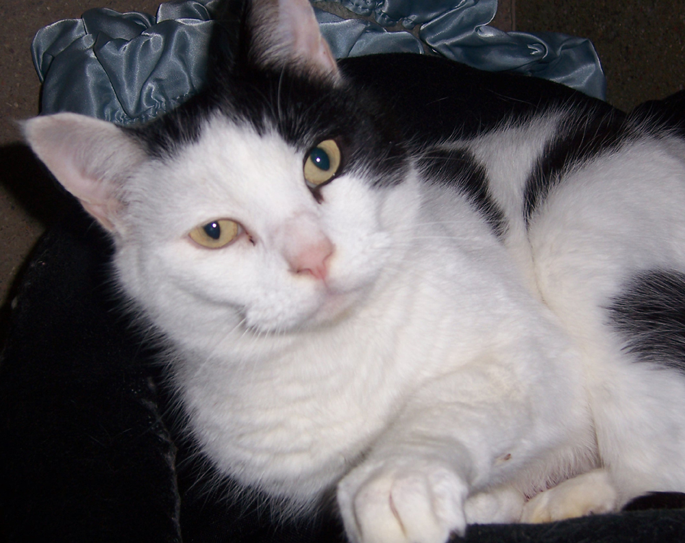 Tom - 7 year old male Black and White Domestic Short-Haired Cat - Cats ...