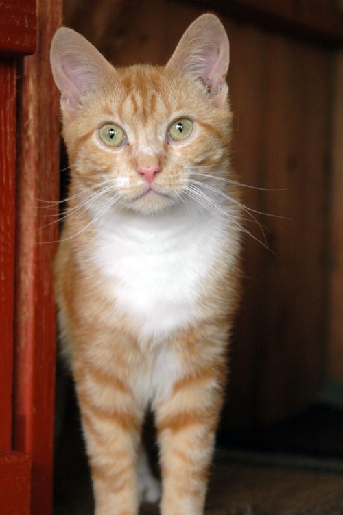 Kye - 1 year old male Ginger and White Domestic Short-Haired Cat - Cats ...