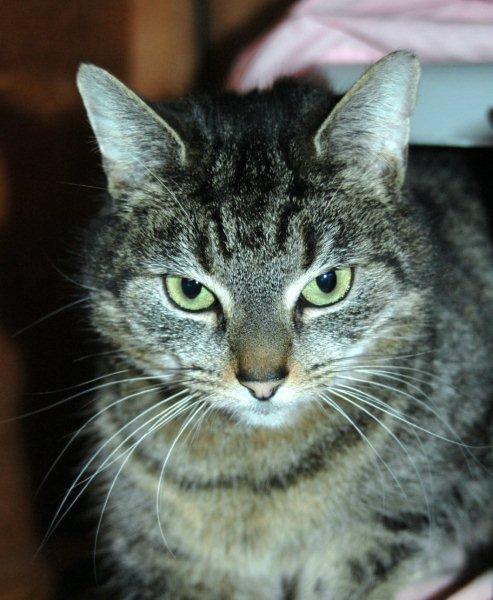 Bacardi - 4 year old female Tabby Domestic Short-Haired Cat - Cats For ...