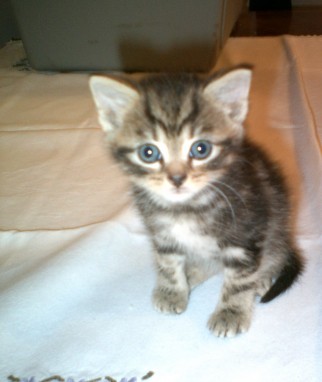 Thomas - 4 1/2 week old male Tabby Domestic Short-Haired Cat - Cats For ...