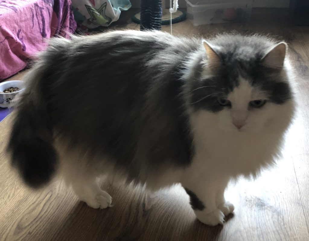 Minnie 14 year old female Grey and White Domestic LongHaired Cat for