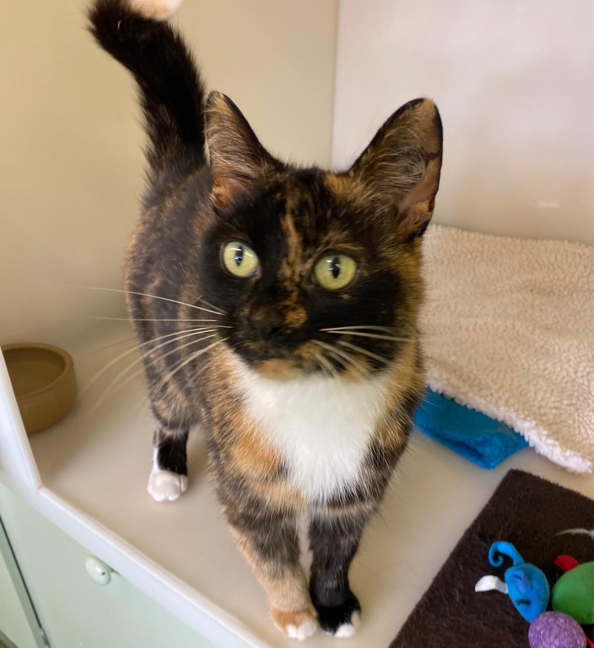 trixie-9-year-old-female-tortoiseshell-domestic-short-haired-cat