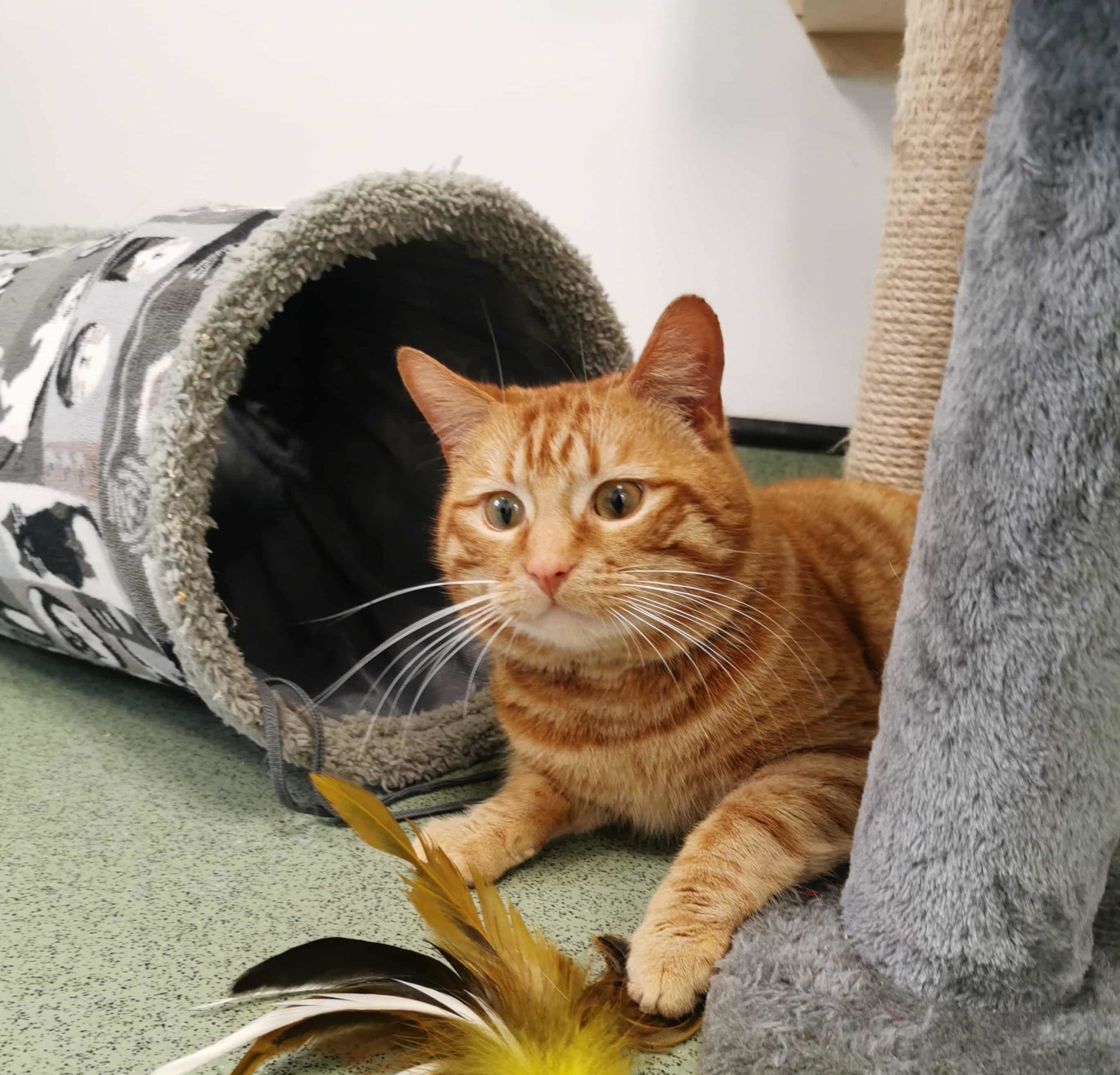 Ginger - Cats For Adoption